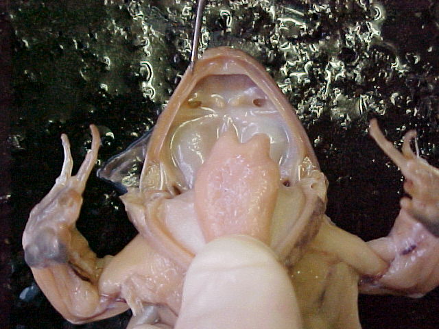 frog maxillary teeth